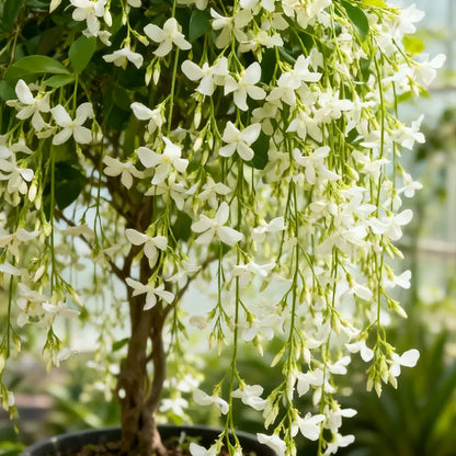 🏆 Über 75.000 verkauft! 🌿❄️ Jasmin-Samen „Midnight Perfume“ – Winterpflanzung, mehrjährige Blüten und duftende Garten-Eleganz 🌸