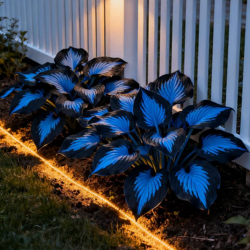 💥2025 Sonderangebot 🌌Funkiensamen – Mehrjährige Schattenpflanze für den Garten