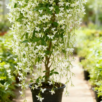 🏆 Über 75.000 verkauft! 🌿❄️ Jasmin-Samen „Midnight Perfume“ – Winterpflanzung, mehrjährige Blüten und duftende Garten-Eleganz 🌸